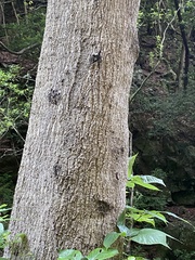 Laurus novocanariensis