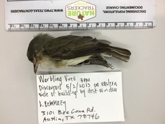 Vireo gilvus