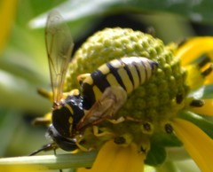 Bicyrtes capnopterus