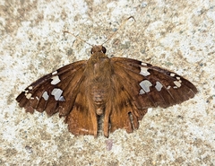 Apyrrothrix araxes