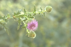 Cirsium serrulatum