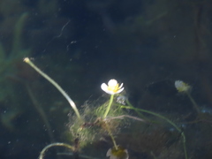 Ludwigia adscendens diffusa