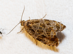 Olethreutes furfuranum