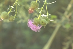Cirsium serrulatum