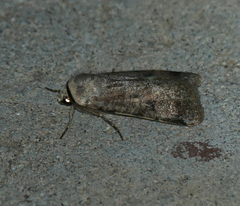 Anicla exuberans