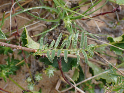 Image of Lessertia stenoloba by (c) Ren Hoekstra, some rights reserved (CC BY)