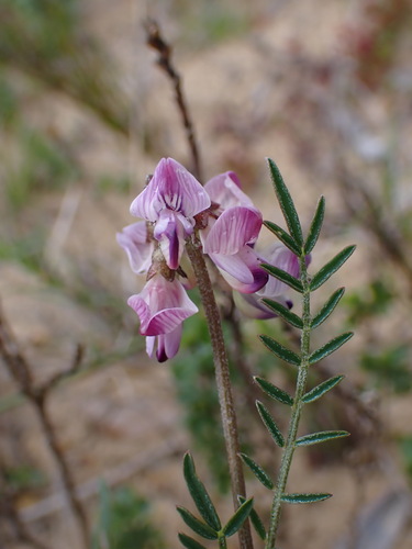 Image of Lessertia stenoloba by (c) Ren Hoekstra, some rights reserved (CC BY)