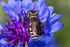 Triepeolus remigatus
