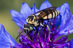Triepeolus remigatus