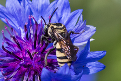 Triepeolus remigatus
