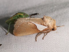 Prolimacodes trigona