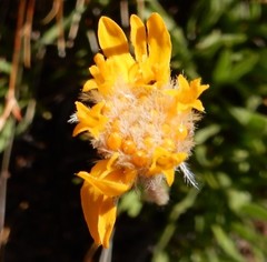 Raillardella scaposa