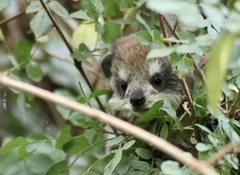 Dendrohyrax arboreus