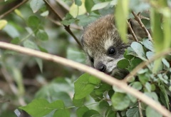 Dendrohyrax arboreus