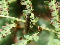 Eutolmus rufibarbis