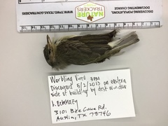 Vireo gilvus