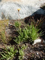 Raillardella scaposa