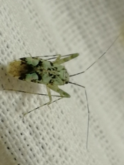 Phytocoris tiliae