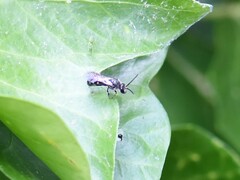 Lasioglossum sexnotatum