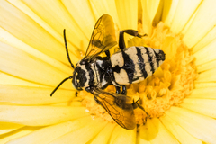 Triepeolus remigatus
