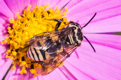 Triepeolus remigatus