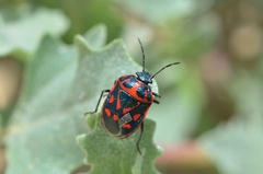 Eurydema herbacea