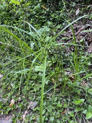 Cyperus eragrostis image