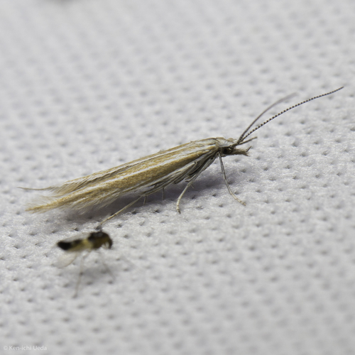 iNaturalist observation photo of Casebearers