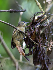 Anabacerthia striaticollis
