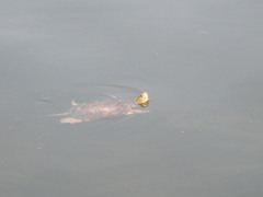 Actinemys marmorata marmorata