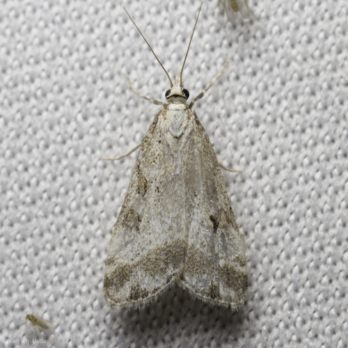 iNaturalist observation photo of Crambid Snout Moths