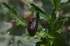 Eurydema herbacea