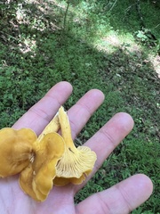 Cantharellus appalachiensis