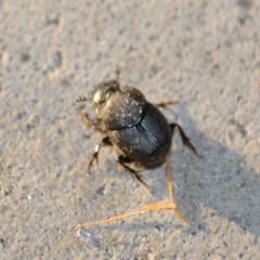 Onthophagini