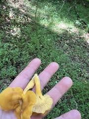 Cantharellus appalachiensis