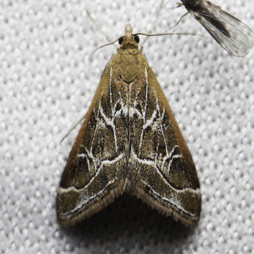 iNaturalist observation photo of Fulvous-edged Pyrausta