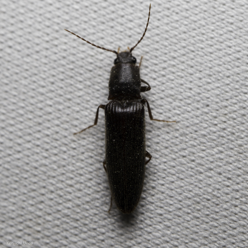 iNaturalist observation photo of Athous