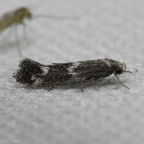 iNaturalist observation photo of Typical Grass Miner Moths