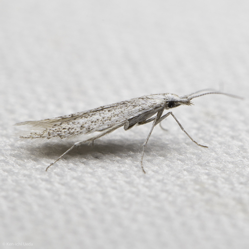 iNaturalist observation photo of Casebearers