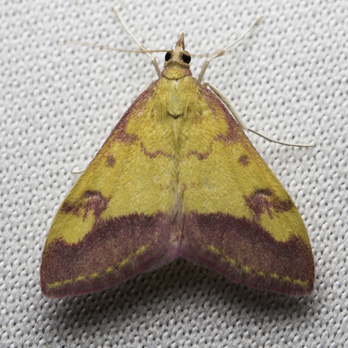 iNaturalist observation photo of Shasta Pyrausta