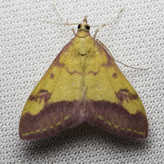 Pyrausta perrubralis