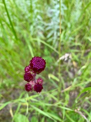 Liatris ligulistylis
