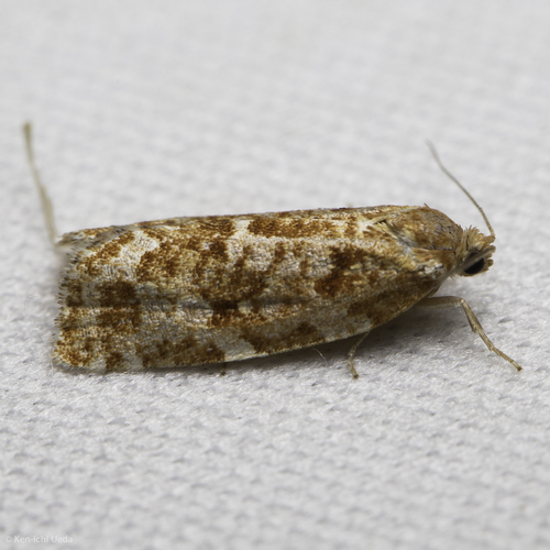 iNaturalist observation photo of Choristoneura