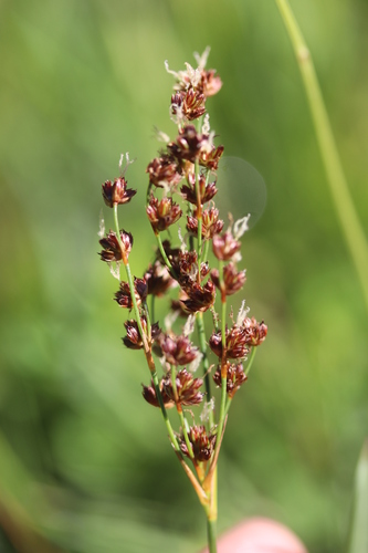 Image of Juncus anceps by (c) Michel Langeveld, some rights reserved (CC BY)