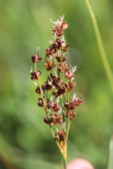 Juncus anceps
