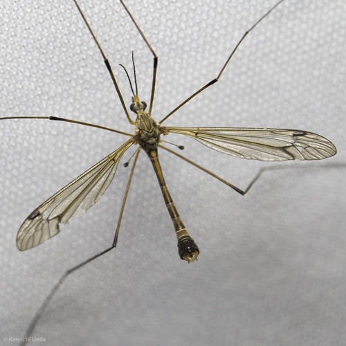 iNaturalist observation photo of Common Crane Flies