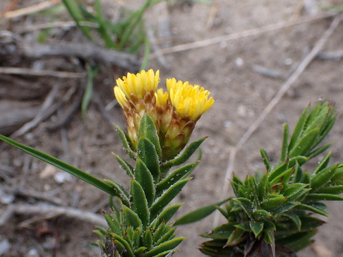 Image of Oedera steyniae by (c) Ren Hoekstra, some rights reserved (CC BY)