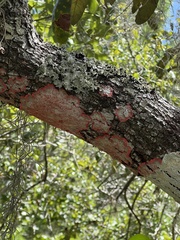 Herpothallon rubrocinctum