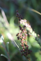 Juncus anceps