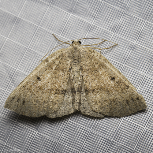 iNaturalist observation photo of Drepanulatrix
